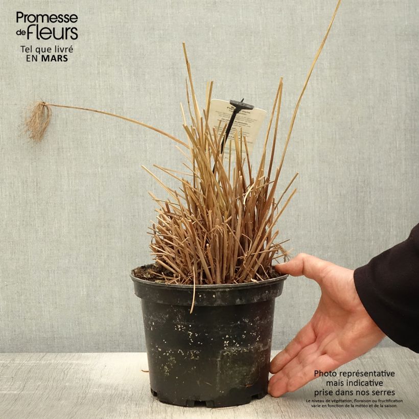 Exemplaar van Cyperus prolifer - Dwergpapyrus Pot van 3 l/4 l zoals geleverd in de lente