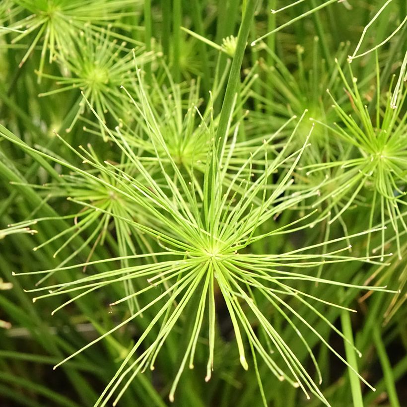Cyperus prolifer - Dwergpapyrus (Bloei)