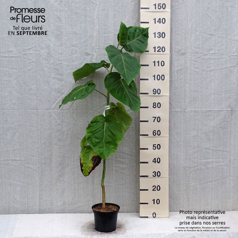 Exemplaar van Tamarillo Red Pot van 3 l/4 l zoals geleverd in de herfst