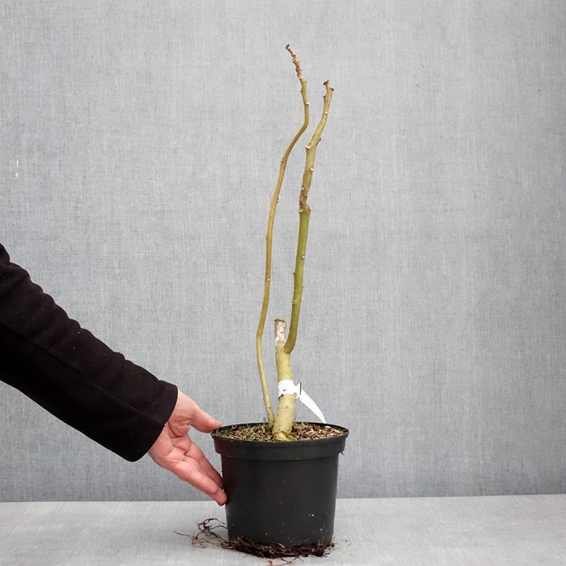 Exemplaar van Tamarillo Red Pot van 3 l/4 l zoals geleverd in de winter