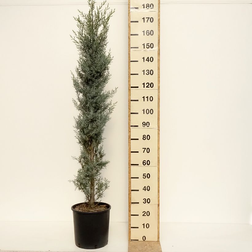 Example of Cyprès de l'Arizona Fastigiata - Cupressus arizonica Pot van 18 l/20 l as you get in hiver