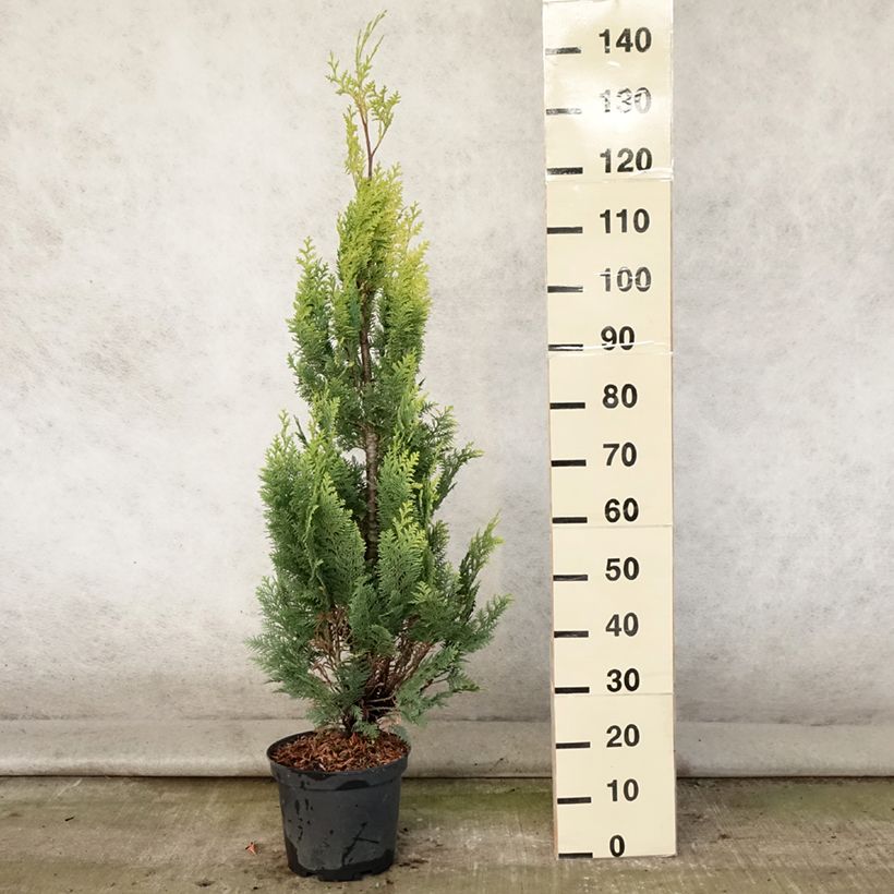 Exemplaar van Chamaecyparis lawsoniana Alumigold - Californische cipres Pot van 7,5 l/10 l zoals geleverd in de zomer