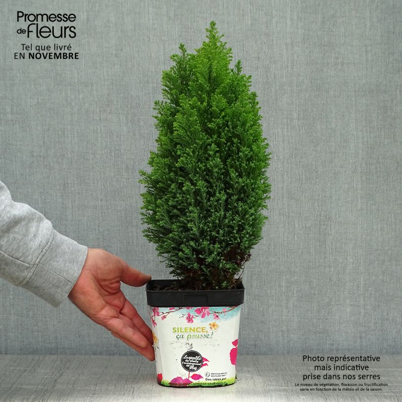 Exemplaar van Chamaecyparis lawsoniana Ellwoods Gold - Californische cipres Pot van 2 l/3 l zoals geleverd in de herfst
