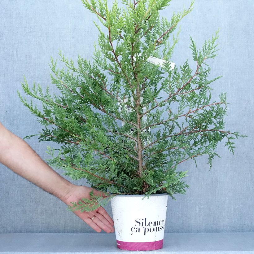 Exemplaar van Cupressocyparis leylandii Excalibur Gold - Leylandcipres Pot van 4 l/5 l zoals geleverd in de zomer