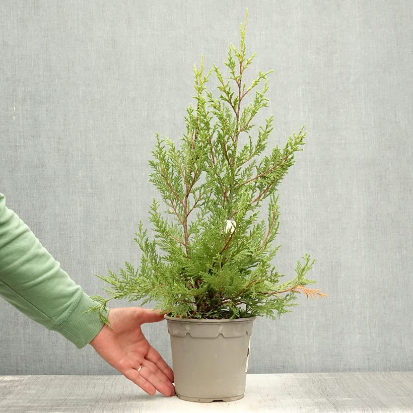 Exemplaar van Cupressocyparis leylandii Excalibur Gold - Leylandcipres Pot van 2 l/3 l zoals geleverd in de zomer