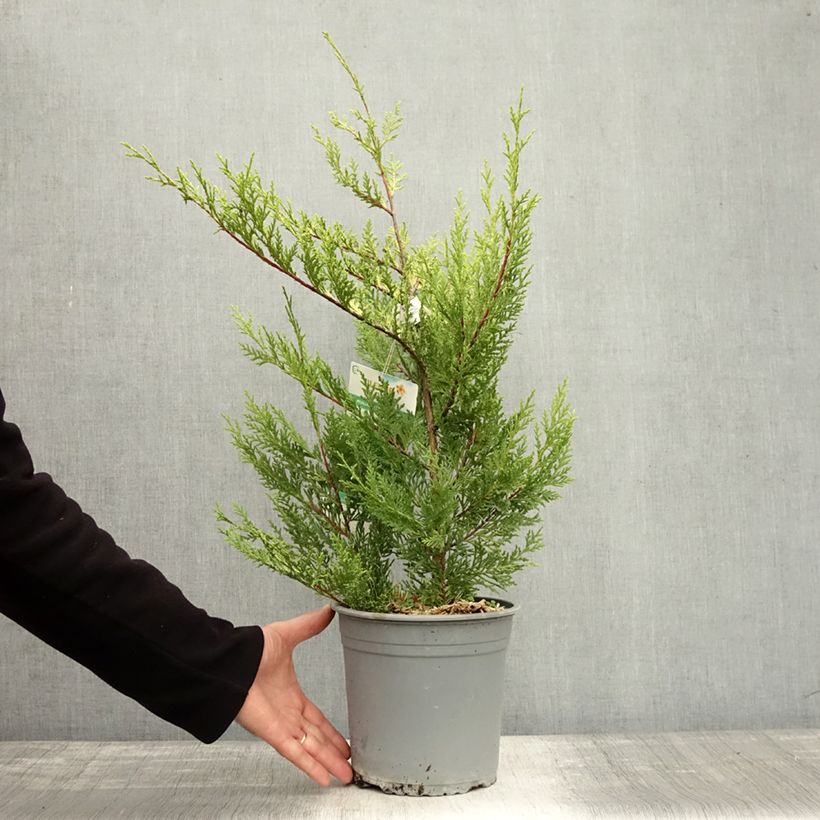 Exemplaar van Cupressocyparis leylandii Excalibur Gold - Leylandcipres Pot van 4 l/5 l zoals geleverd in de herfst