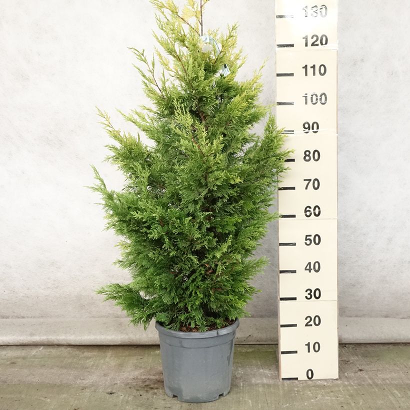 Exemplaar van Cupressocyparis leylandii Gold Rider - Leylandcipres Pot van 6 l/7 l zoals geleverd in de zomer