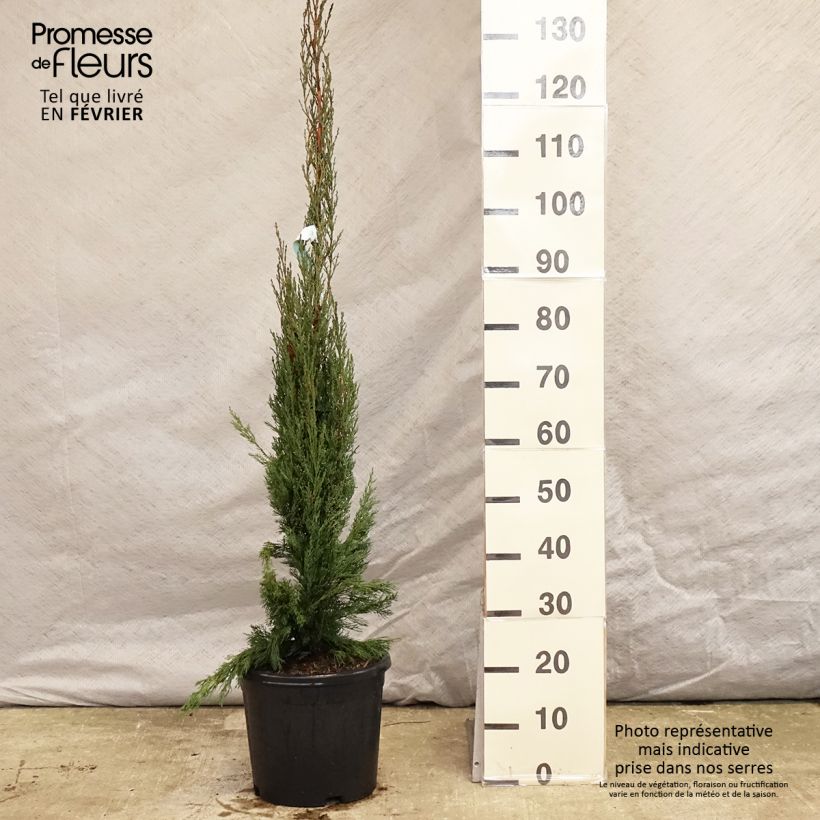 Example of Cyprès de Provence - Cupressus sempervirens Pyramidalis Pot van 4 l/5 l as you get in hiver