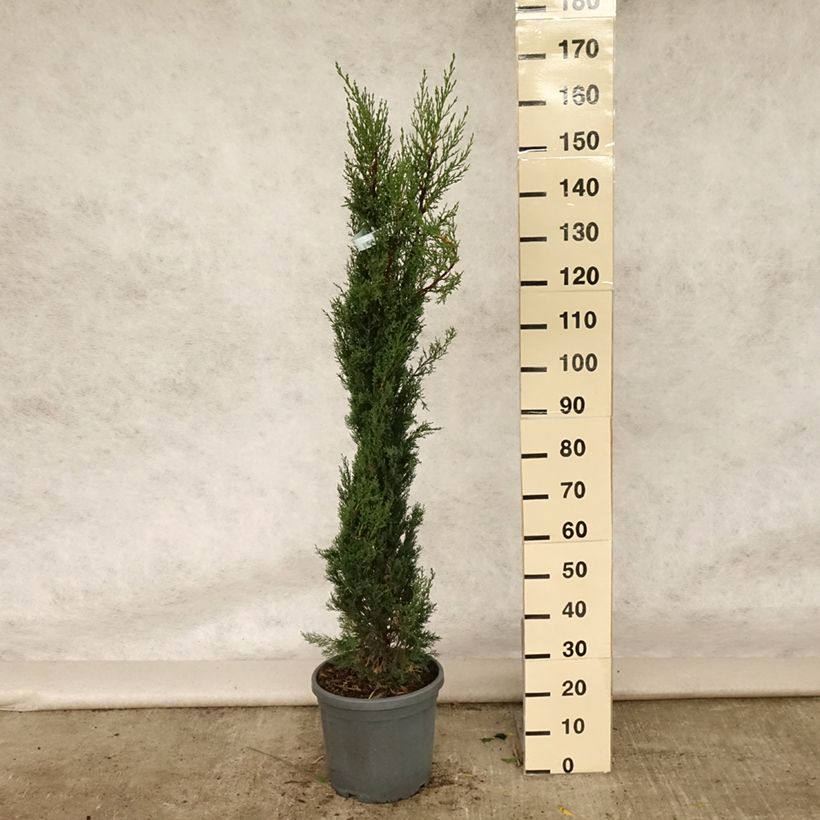 Exemplaar van Cupressus sempervirens Pyramidalis - Italiaanse cipres Pot van 7,5 l/10 l zoals geleverd in de zomer
