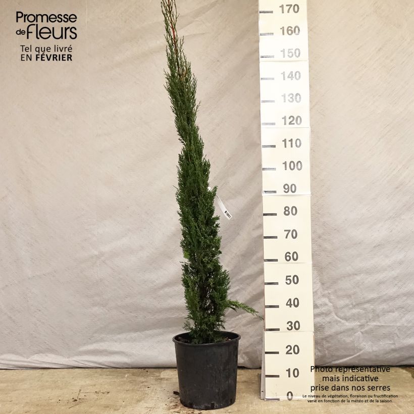 Example of Cyprès de Provence - Cupressus sempervirens Pyramidalis Pot van 7,5 l/10 l as you get in hiver