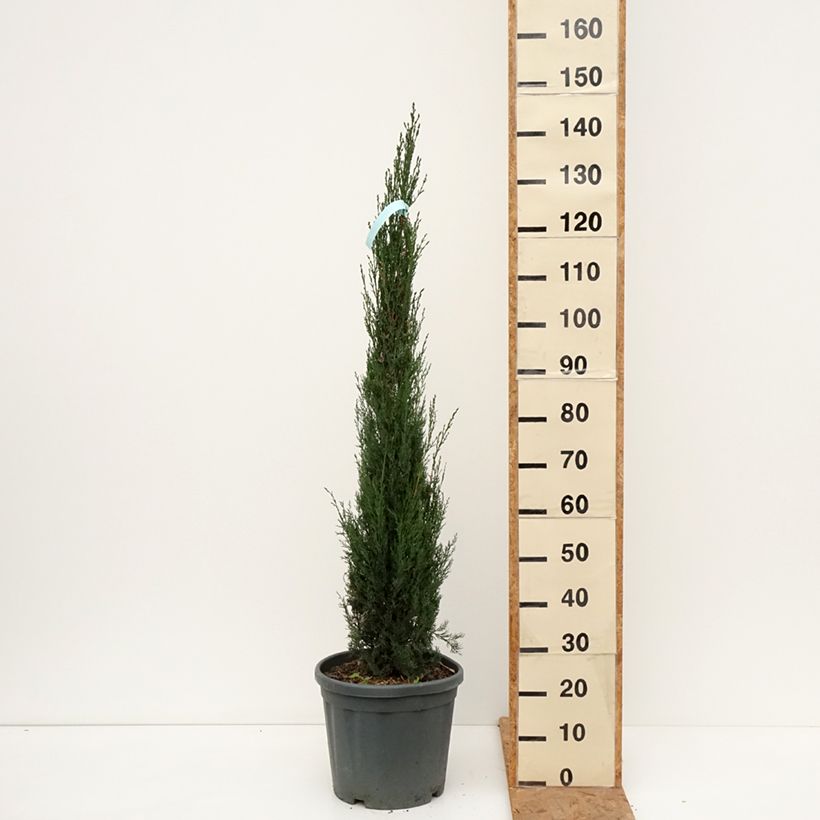 Exemplaar van Cupressus sempervirens Pyramidalis - Italiaanse cipres Pot van 7,5 l/10 l zoals geleverd in de herfst