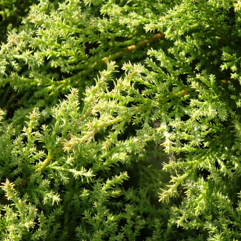 Microbiota decussata Fuzzball - Siberische tapijtcipres (Blad)