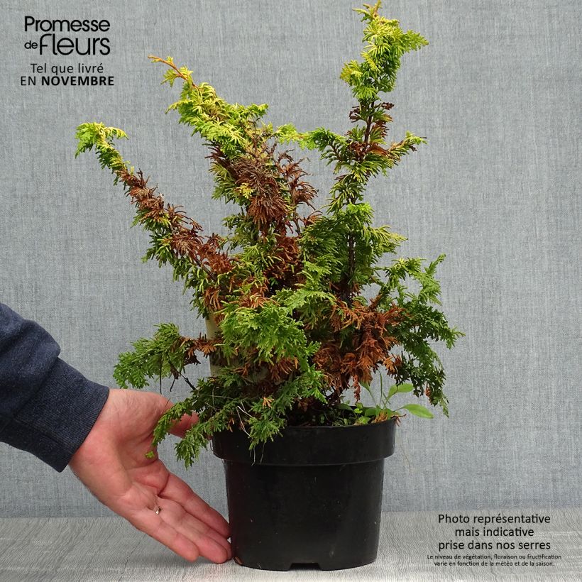 Exemplaar van Chamaecyparis obtusa Fernspray Gold - Hinoki cipres Pot van 2 l/3 l zoals geleverd in de herfst