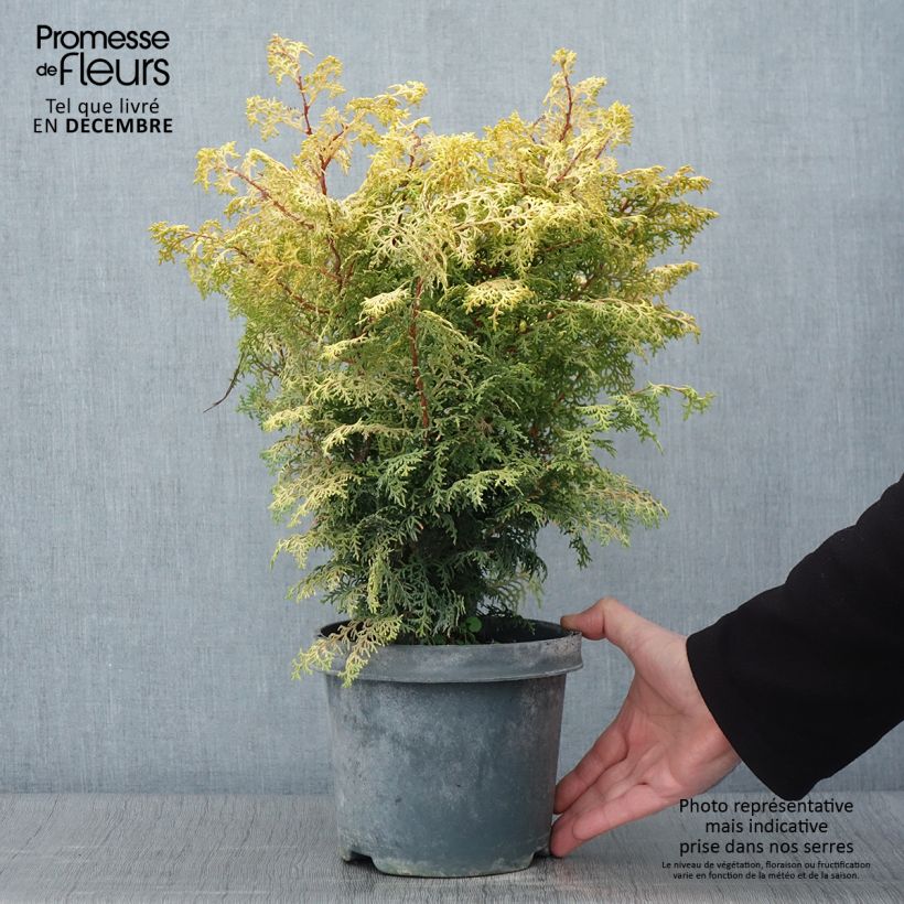 Exemplaar van Chamaecyparis obtusa Lucas - Hinoki cipres Pot van 2 l/3 l zoals geleverd in de herfst