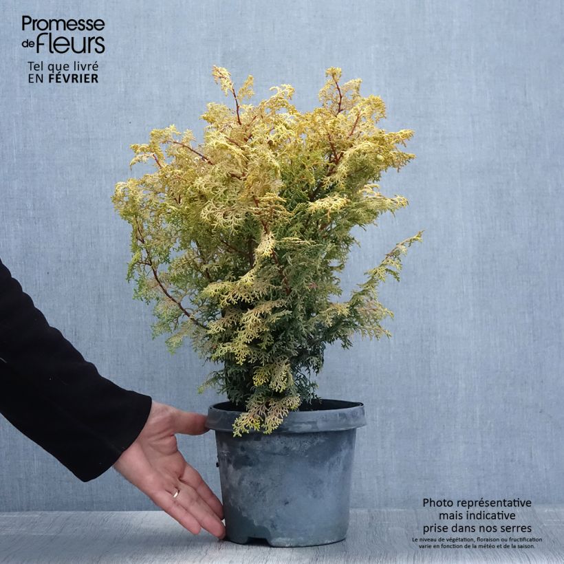 Example of Cyprès hinoki du Japon - Chamaecyparis obtusa Lucas Pot van 2 l/3 l as you get in hiver