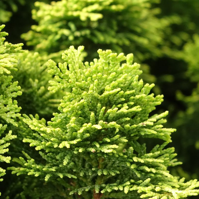Chamaecyparis obtusa Nana Aurea - Hinoki cipres (Blad)