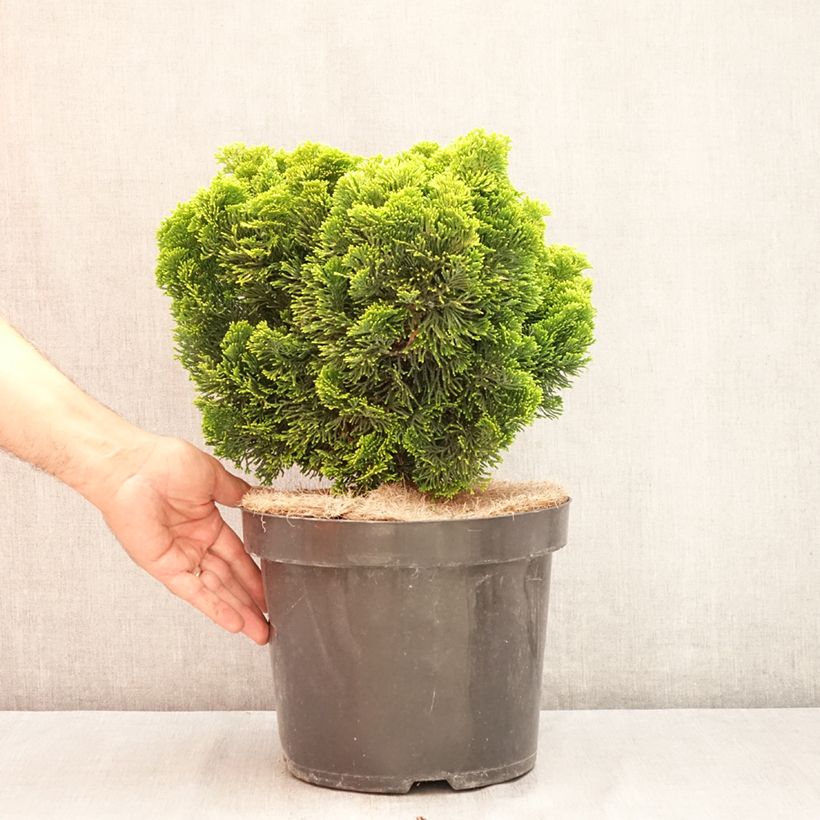 Exemplaar van Chamaecyparis obtusa Nana Aurea - Hinoki cipres Pot van 7,5 l/10 l, Stengel zoals geleverd in de zomer