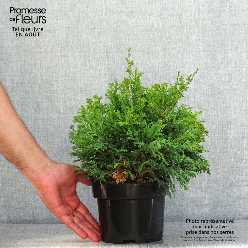 Exemplaar van Chamaecyparis pisifera Golden Pincushion - Schijncipres Pot van 2 l/3 l zoals geleverd in de zomer