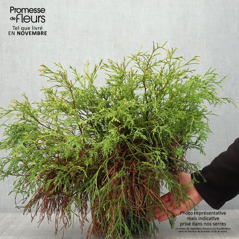 Exemplaar van Chamaecyparis pisifera Sungold - Schijncipres Pot van 7,5 l/10 l zoals geleverd in de herfst