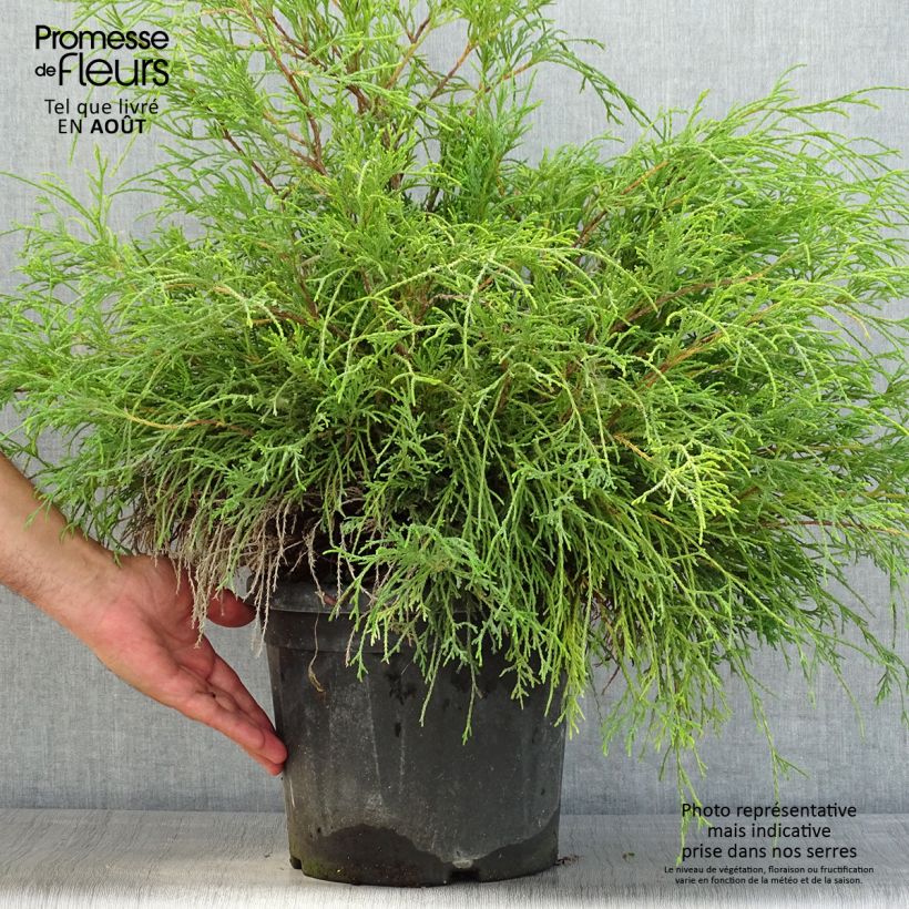 Exemplaar van Chamaecyparis pisifera Sungold - Schijncipres Pot van 7,5 l/10 l zoals geleverd in de zomer