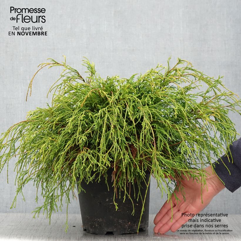 Exemplaar van Chamaecyparis pisifera Sungold - Schijncipres Pot van 3 l/4 l zoals geleverd in de herfst