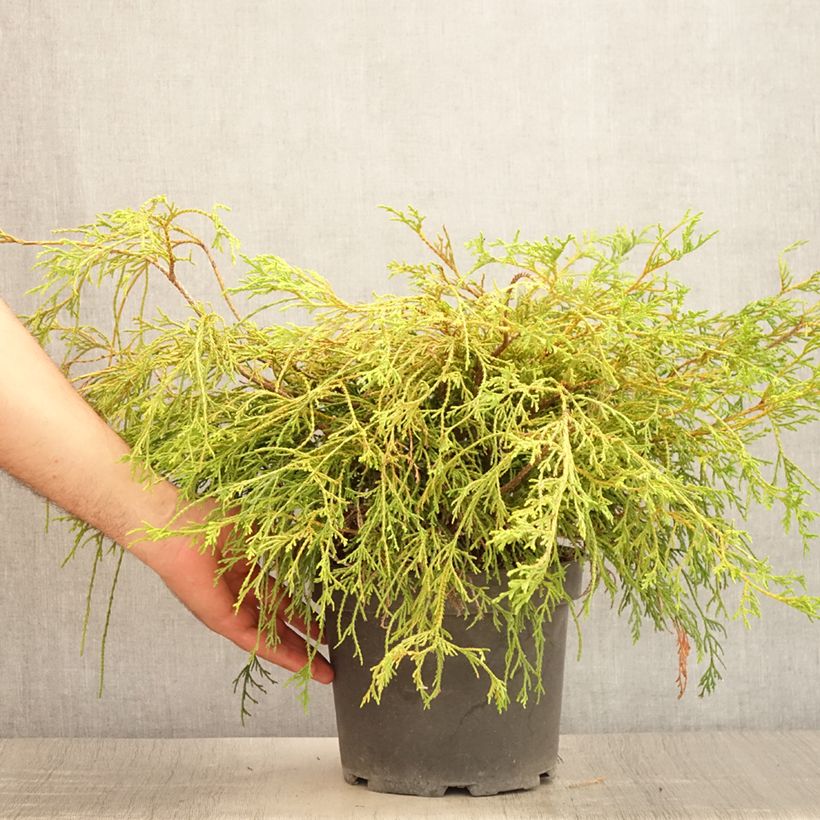 Exemplaar van Chamaecyparis pisifera Sungold - Schijncipres Pot van 3 l/4 l zoals geleverd in de zomer