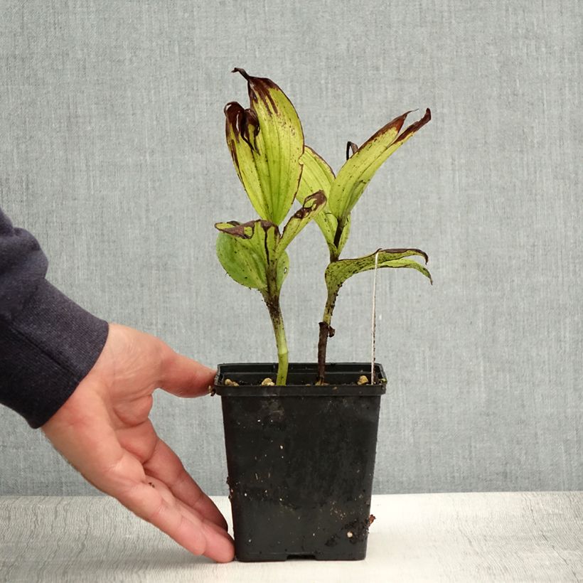 Exemplaar van Cypripedium Aki - Vrouwenschoentje Pot van 1 l/1,5 l zoals geleverd in de zomer