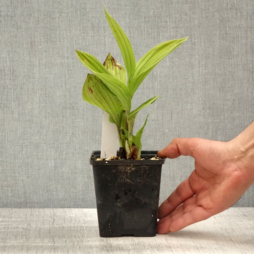 Exemplaar van Cypripedium Aki - Vrouwenschoentje Pot van 1 l/1,5 l zoals geleverd in de lente