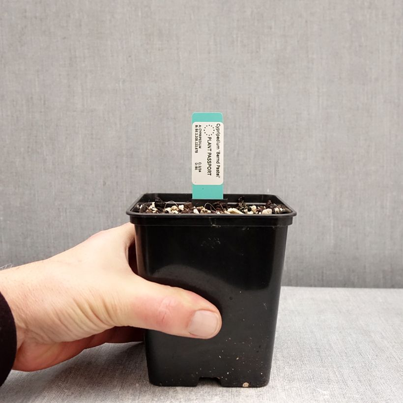 Exemplaar van Cypripedium Bernd Pastel - Vrouwenschoentje Pot van 1 l/1,5 l zoals geleverd in de winter