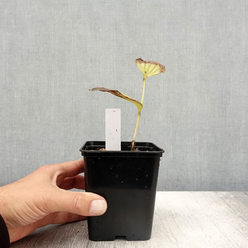 Exemplaar van Cypripedium Emil - Vrouwenschoentje Pot van 1 l/1,5 l zoals geleverd in de herfst
