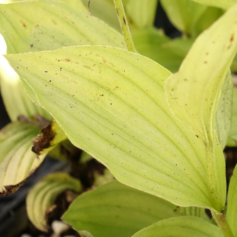 Cypripedium Gisella - Vrouwenschoentje (Blad)