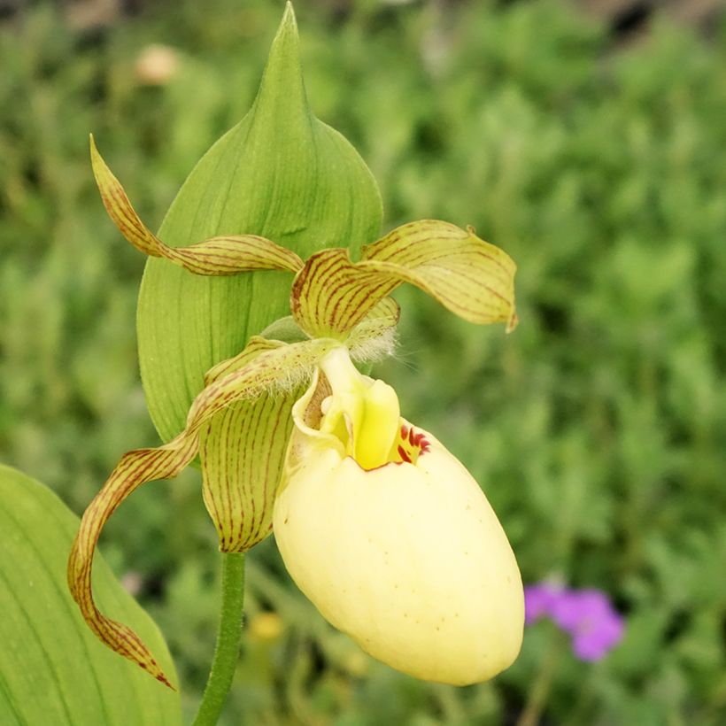 Cypripedium Inge - Vrouwenschoentje (Bloei)