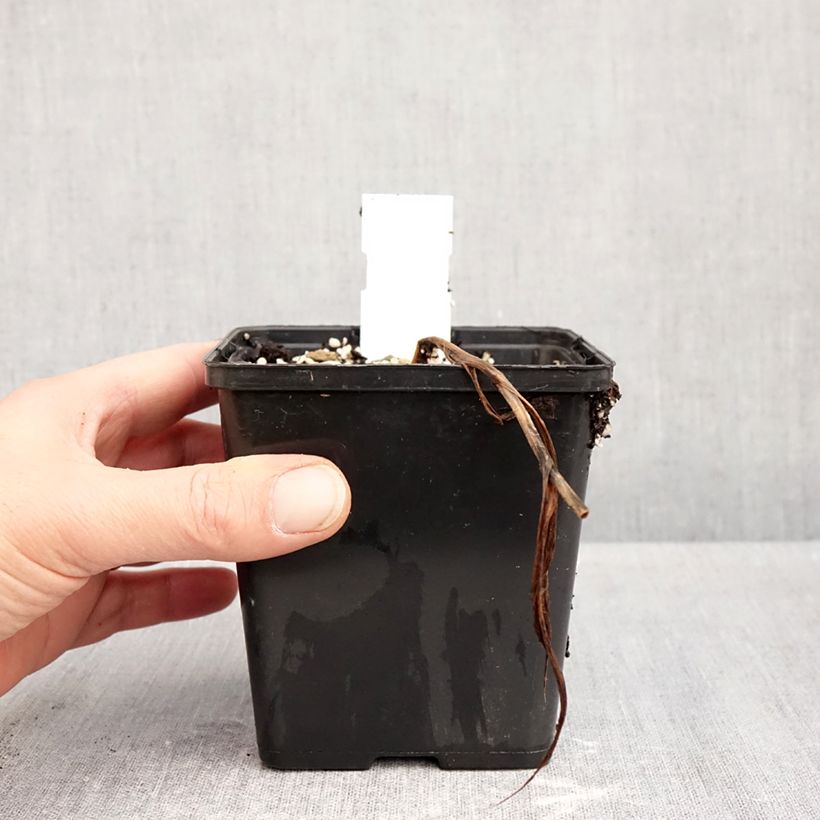 Example of Cypripedium Inge - Vrouwenschoentje Pot van 1 l/1,5 l as you get in automne