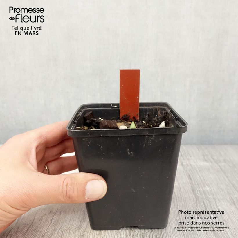 Exemplaar van Cypripedium Lucy Pinkepank - Vrouwenschoentje Pot van 1 l/1,5 l zoals geleverd in de lente