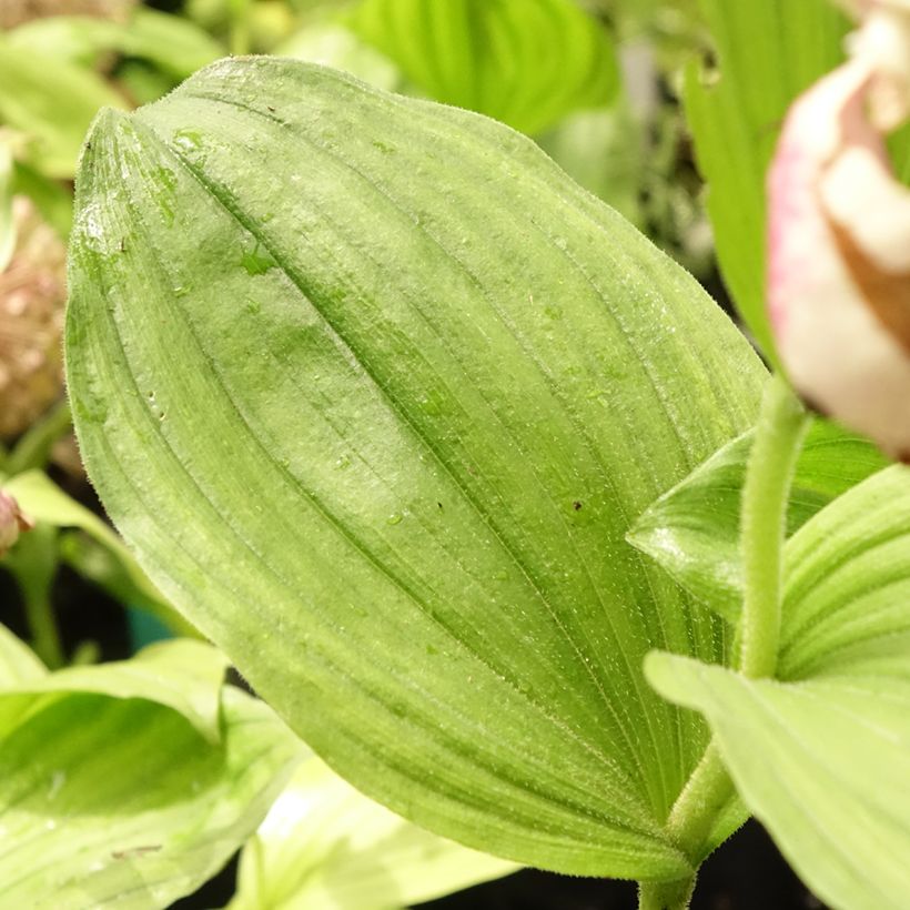 Cypripedium Lucy Pinkepank - Vrouwenschoentje (Blad)
