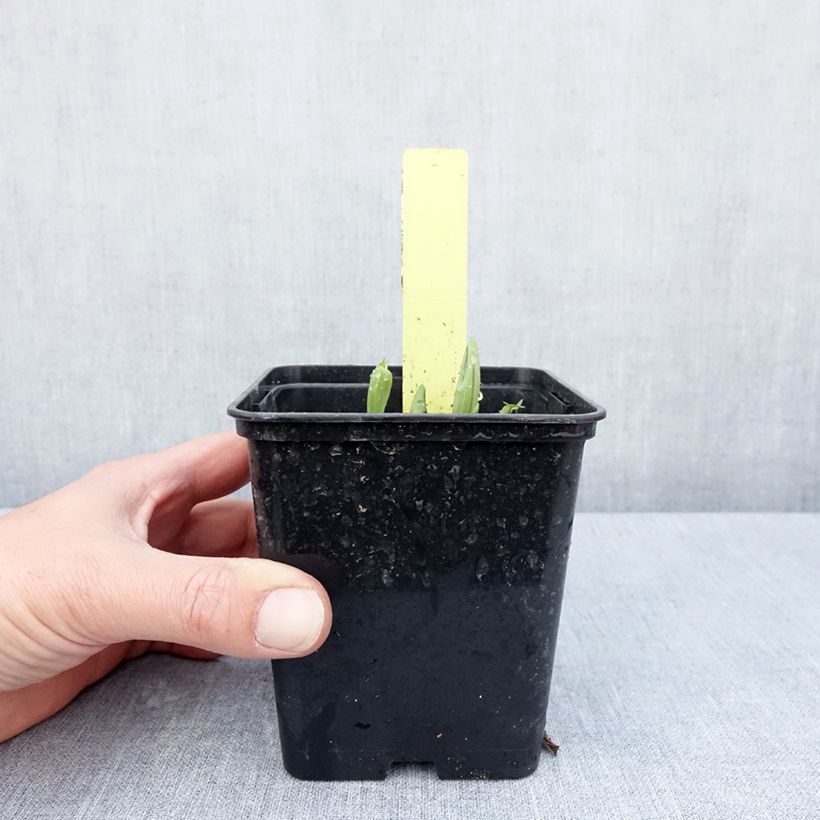 Exemplaar van Cypripedium Otto - Vrouwenschoentje Pot van 1 l/1,5 l zoals geleverd in de lente