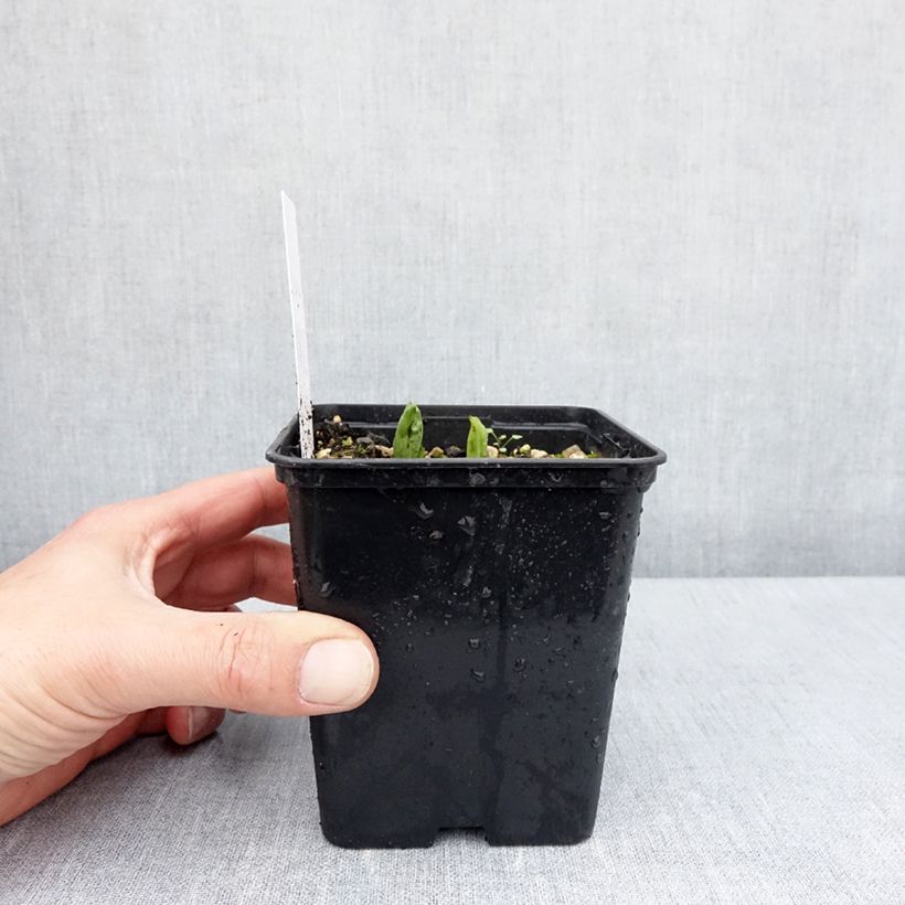 Exemplaar van Cypripedium parviflorum pubescens - Vrouwenschoentje Pot van 1 l/1,5 l zoals geleverd in de lente