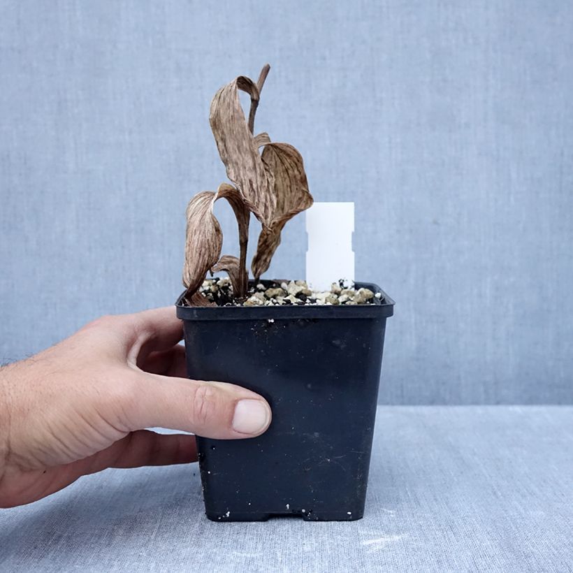 Exemplaar van Cypripedium Philipp - Vrouwenschoentje Pot van 1 l/1,5 l zoals geleverd in de herfst