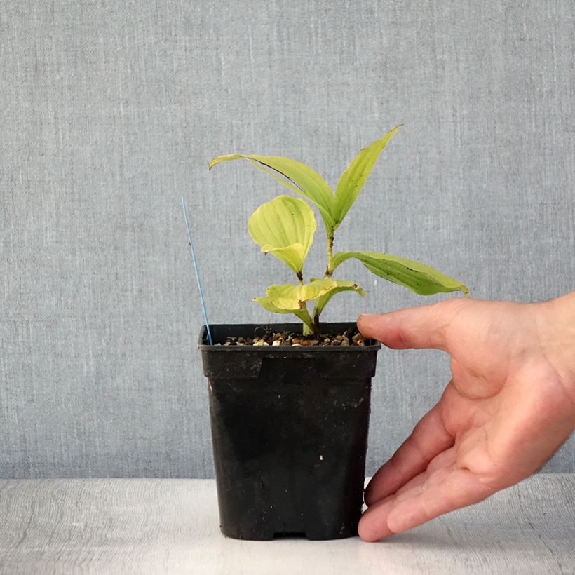 Exemplaar van Cypripedium reginae - Vrouwenschoentje Pot van 1 l/1,5 l zoals geleverd in de zomer