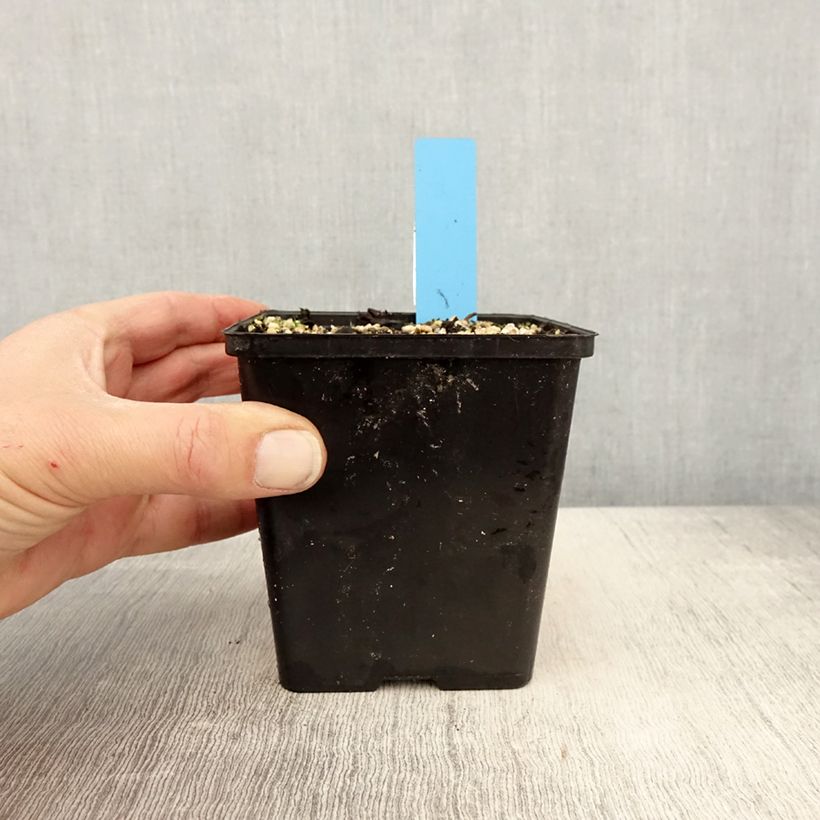 Exemplaar van Cypripedium reginae - Vrouwenschoentje Pot van 1 l/1,5 l zoals geleverd in de lente