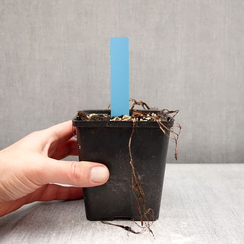 Exemplaar van Cypripedium Sabine Pastel - Vrouwenschoentje Pot van 1 l/1,5 l zoals geleverd in de winter