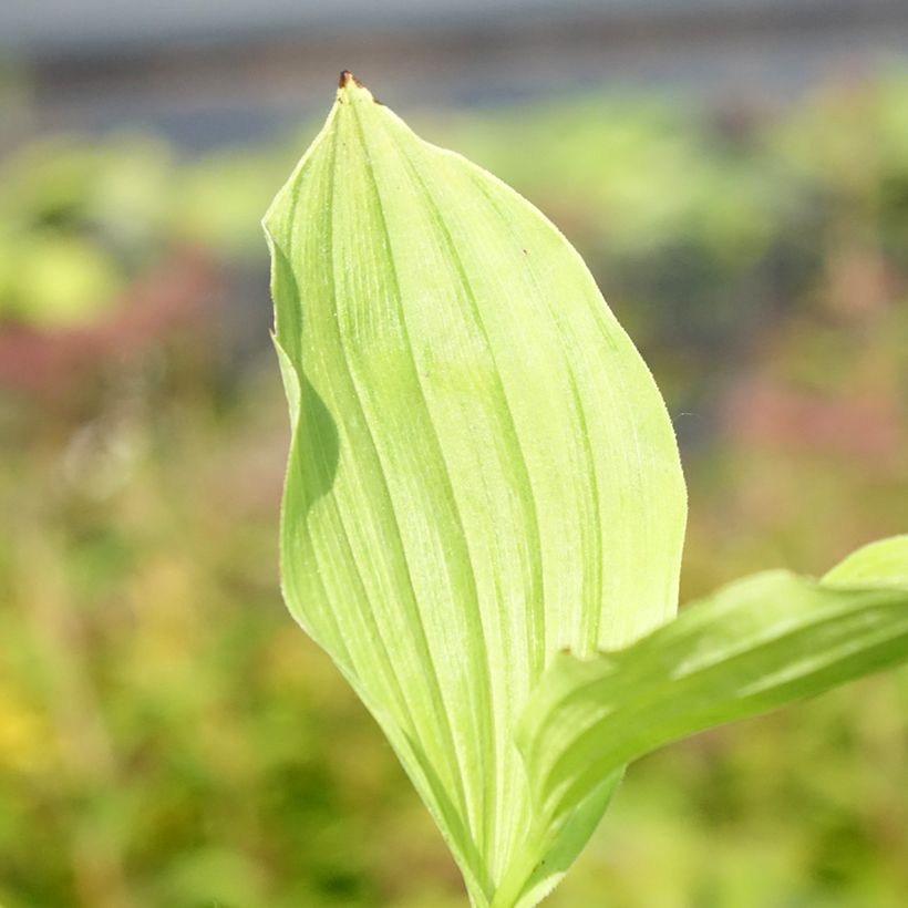 Cypripedium Sabine - Vrouwenschoentje (Blad)
