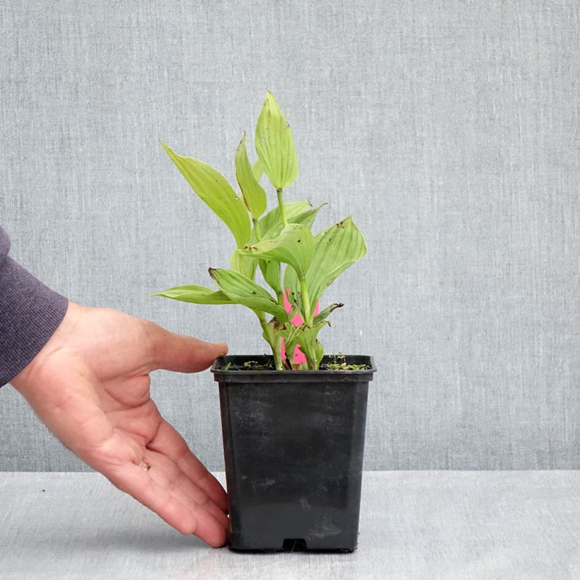 Example of Cypripedium Sabine - Sabot de Venus hybride Pot van 1 l/1,5 l as you get in printemps