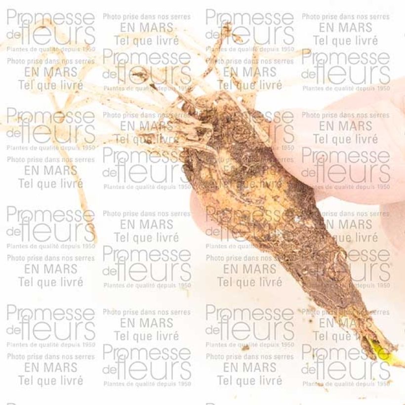 Voorbeeld van een exemplaar van Cyrtanthus Pink Diamond - Vuurlelie Bol kaliber 10+ zoals geleverd