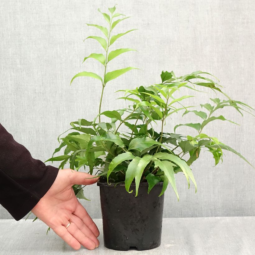 Exemplaar van Cyrtomium devexiscapulae - IJzervaren Pot van 2 l/3 l zoals geleverd in de herfst