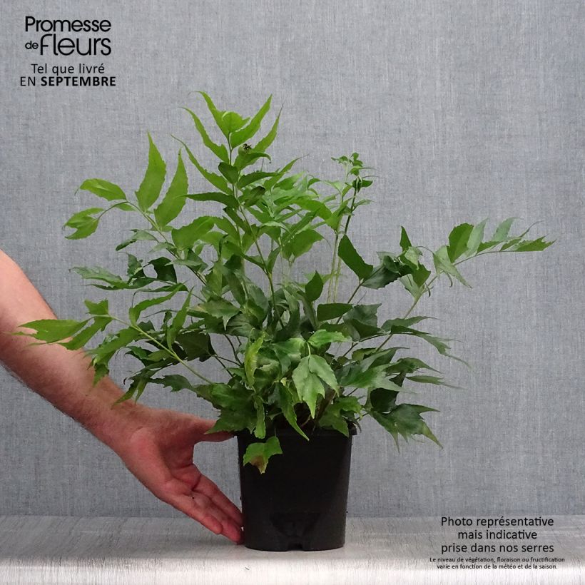 Exemplaar van Cyrtomium falcatum - IJzervaren Pot van 2 l/3 l zoals geleverd in de herfst