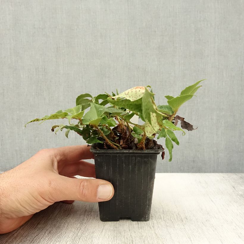 Exemplaar van Cyrtomium falcatum Spin Cycle - IJzervaren Kweekpotje van 8/9 cm zoals geleverd in de herfst