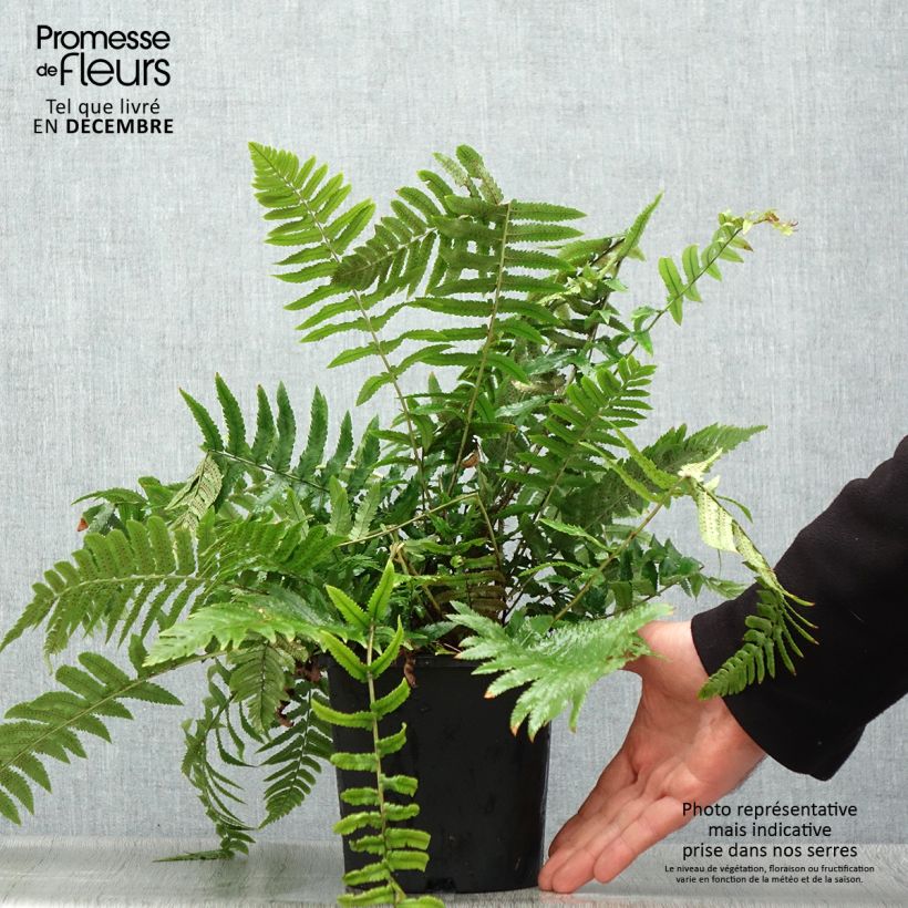 Example of Cyrtomium fortunei var. clivicola - Fougère Pot van 2 l/3 l as you get in hiver