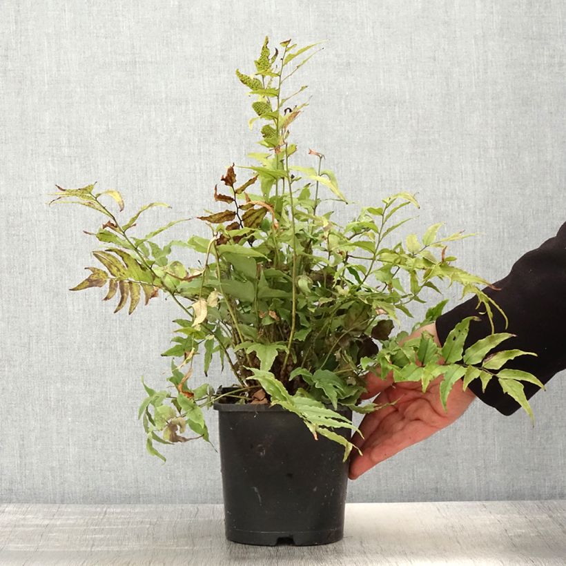 Exemplaar van Cyrtomium fortunei clivicola - IJzervaren Pot van 2 l/3 l zoals geleverd in de lente