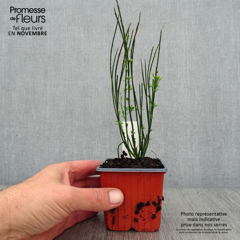 Exemplaar van Cytisus procumbens Zeelandia - Genêt à balais Godet de 8/9 cm zoals geleverd in de herfst